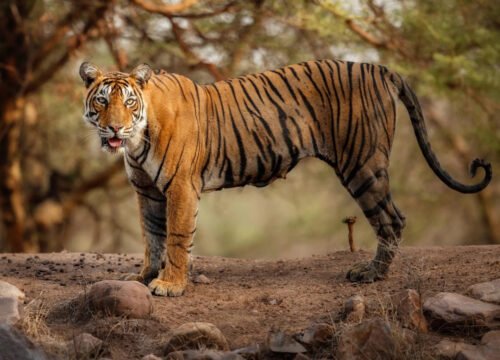 https://palaceonwheel.com.au/case/sawai-madhopur-and-ranthambore-a-journey-into-the-wild/