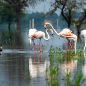 Visiting Bharatpur National Park